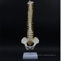 Modelo de espina anatómica de educación de vida real de nuevo producto